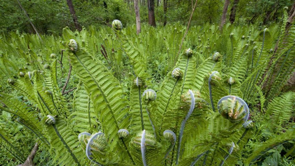 40% das plantas estão ameaçadas de extinção