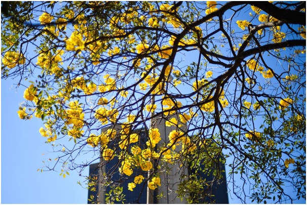 Os Ipês florescem em setembro