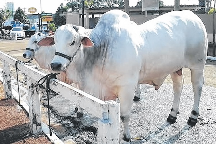 Está aberta a festa do gado raça pura