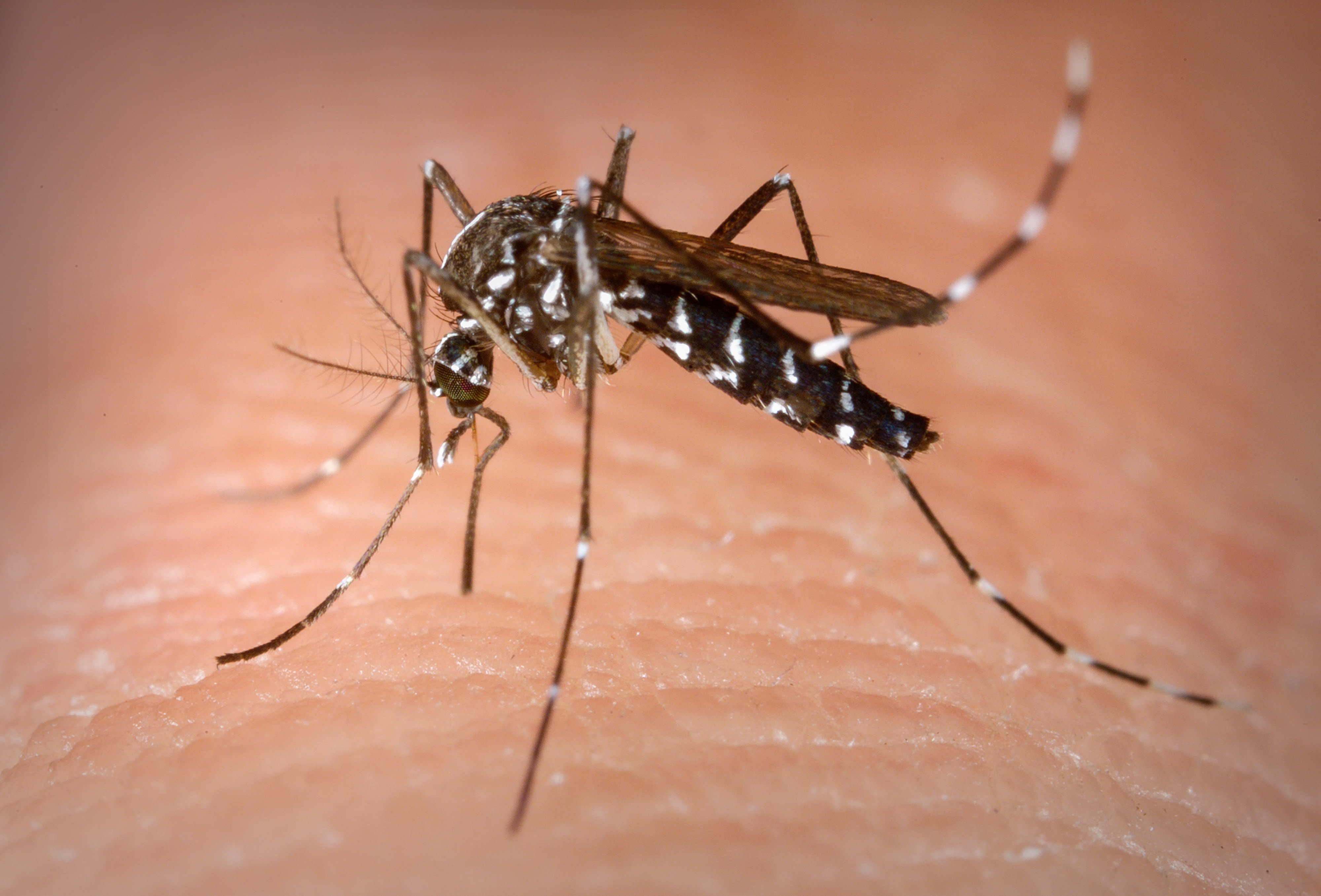 Goiás tem 1° caso de morte por dengue registrado em 2021