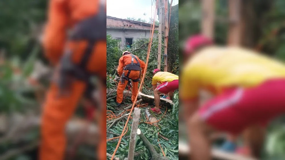 Galho atinge e mata homem que realizava poda de árvore