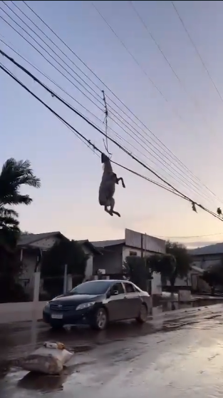 Ovelha aparece pendurada em fios, após passagem de ciclone; vídeo