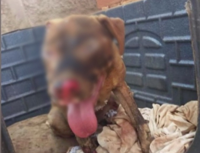 Cachorro sofre queimaduras após vizinho colocar fogo no mato de casa