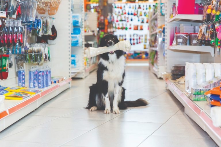 Pet Shop que falsificava validade de produtos é interditado