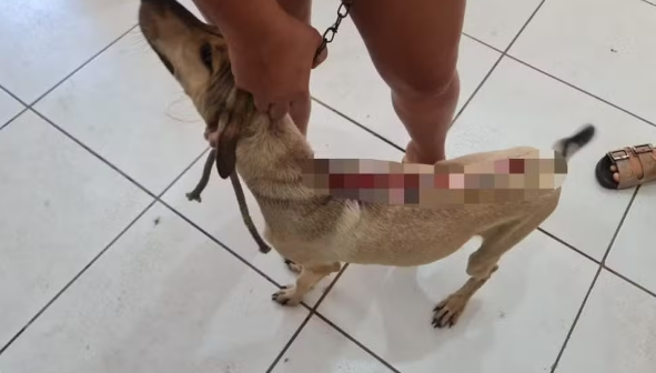 Jovem é presa por maus-tratos a cachorro