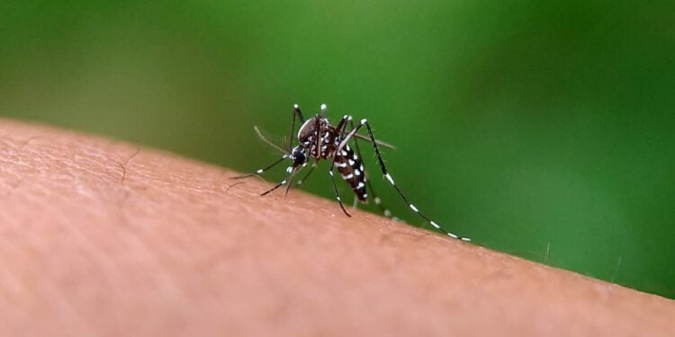 Brasil realiza Dia D de Combate à Dengue com mais de 1 milhão de casos registrados