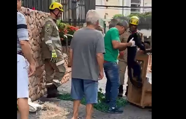 Macaco de grande porte é resgatado no Setor Oeste