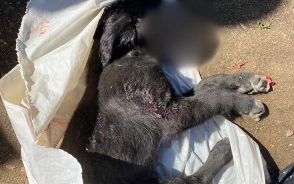 Mulher é presa suspeita de matar cachorro por causa dos latidos