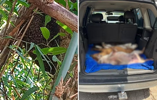 Ataque de abelhas mata seis cachorros em abrigo