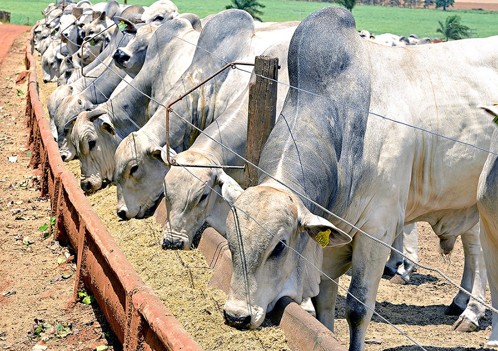 Condições climáticas afeta a produção de carne e leite no Brasil