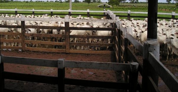 Pedro Caroba, que tomou o leite  de um curral inteiro atopetado de vacas