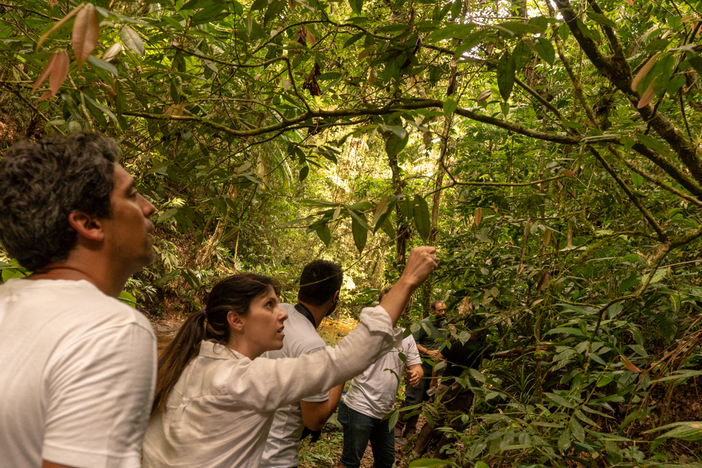 Paisagistas lançam manifesto pela Mata Atlântica