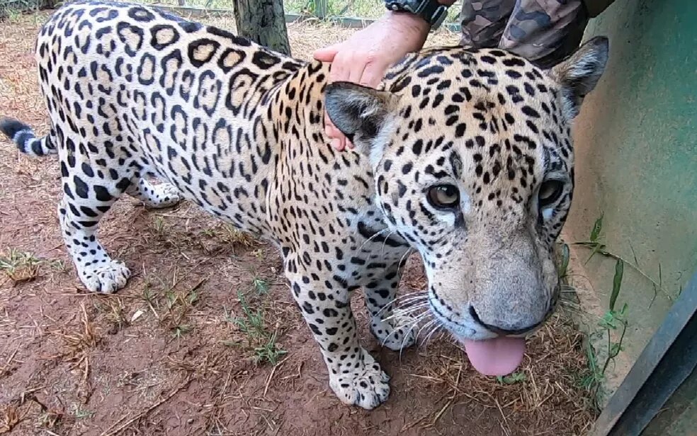 Onça-pintada que foi domesticada após perder a mãe no pantanal é transferida para instituto em Goiás