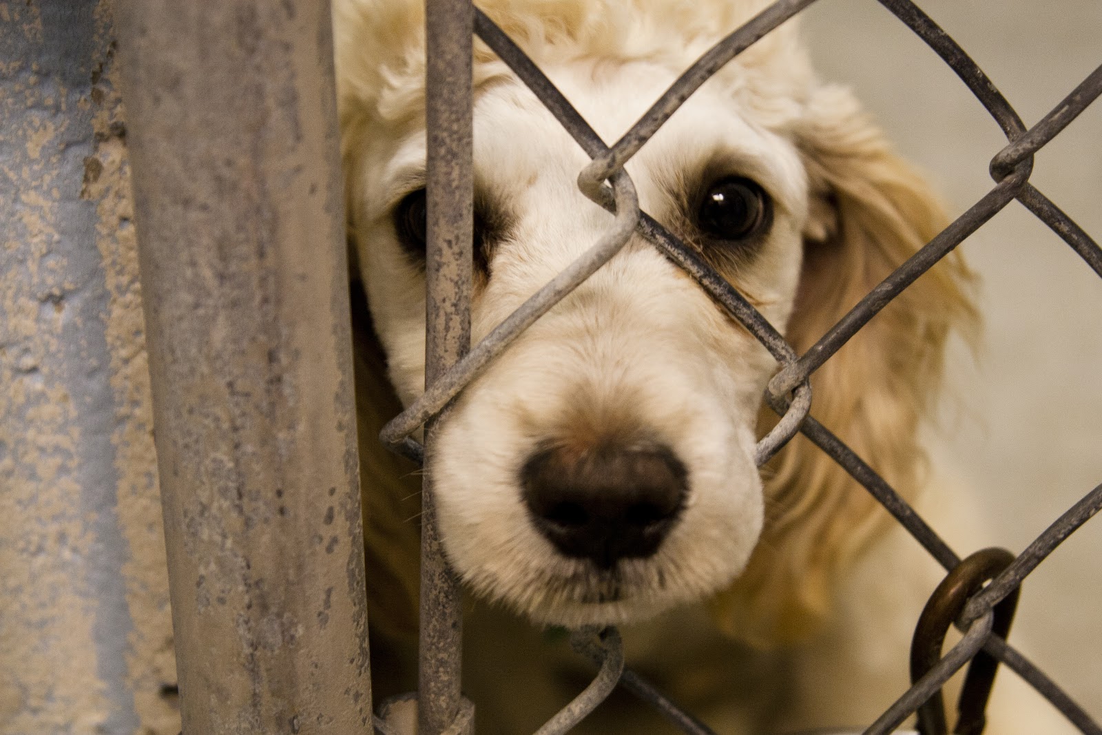 Em Porto Velho lei obriga agressores de animais a pagarem tratamento veterinário