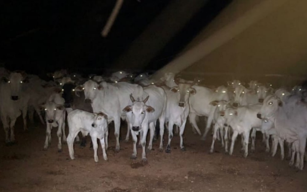 Preso suspeito de tentar roubar mais de 100 cabeças de gado em fazenda de Mara Rosa