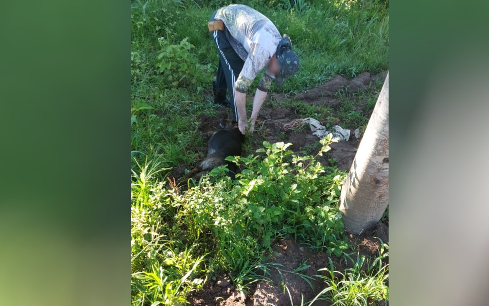 Avelinópolis: vizinho denuncia PM que matou cadela a tiros