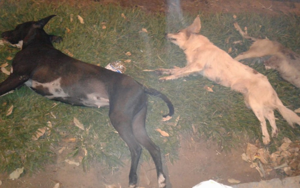 Cães são encontrados mortos no meio de uma praça em Sanclerlândia