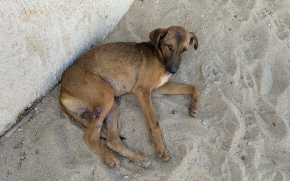 Trindade: moradora encontra cão ferido e pede ajuda para tratamento