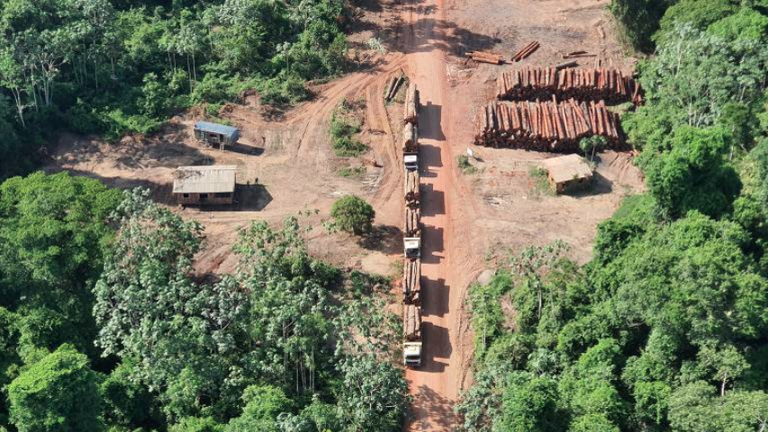 Desmatamento da Amazônia é equivalente a três cidades de São Paulo