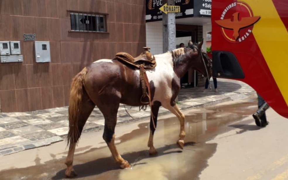 Cavalo é resgatado após cair em fossa desativada, em Anápolis  — Foto: Corpo de Bombeiros/Divulgação