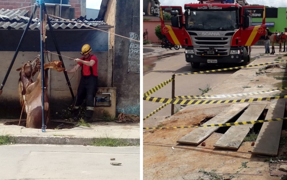 Cavalo é resgatado após cair em fossa de 5 metros de profundidade