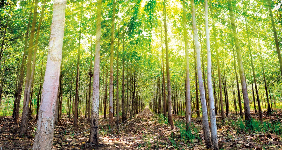 Seminário discute políticas públicas para o desenvolvimento florestal em Goiás