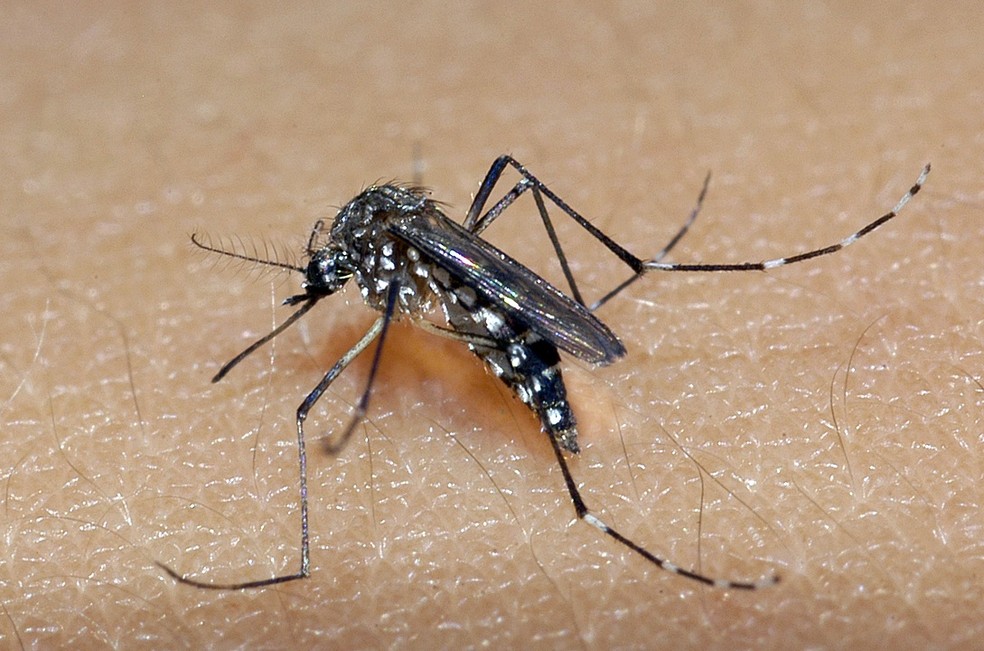 SES emite alerta sanitário após recorde de chikungunya em Goiás