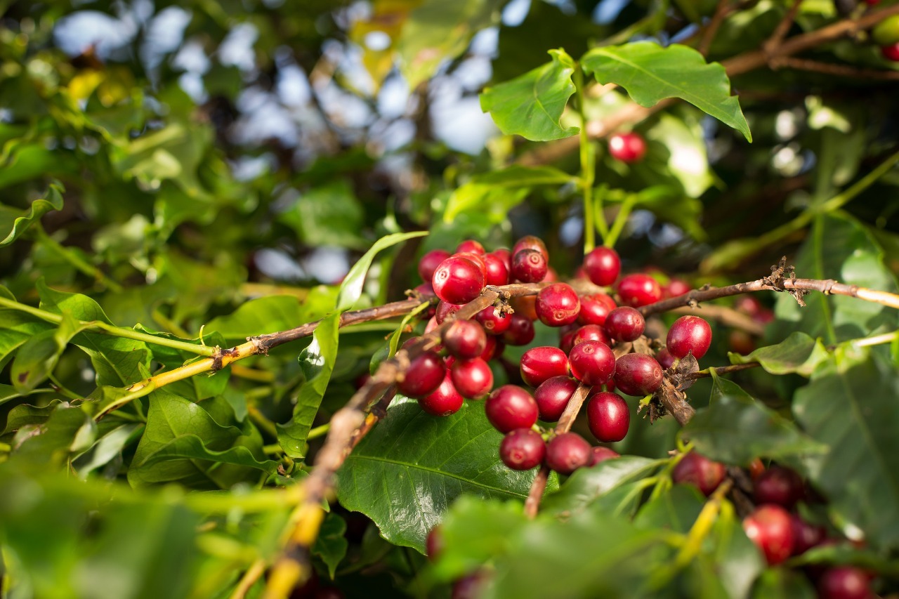 Café goiano deve ter maior produtividade do País