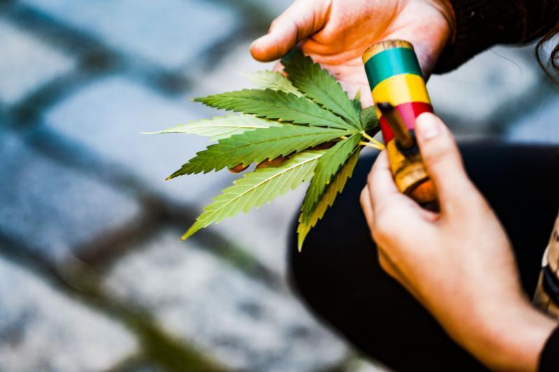 Anvisa vota nesta terça propostas sobre o cultivo de maconha