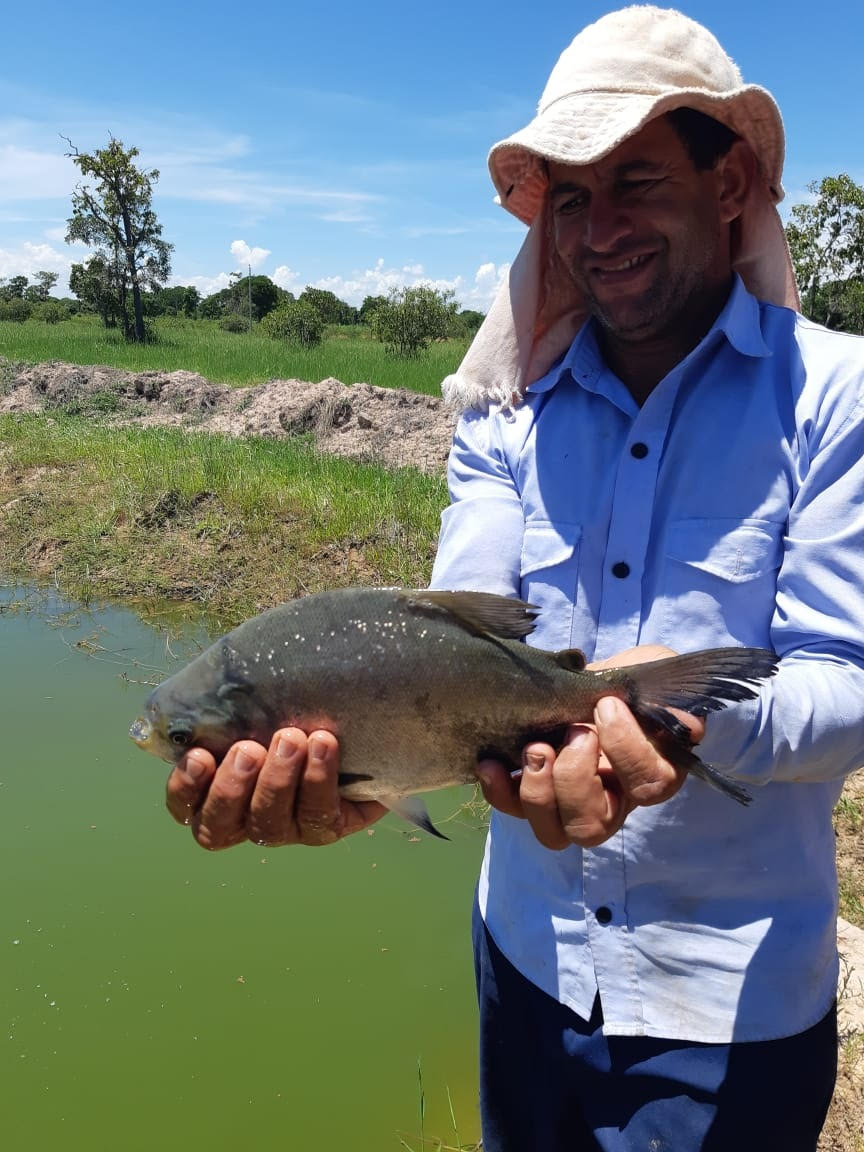 Piscicultura goiana volta a crescer