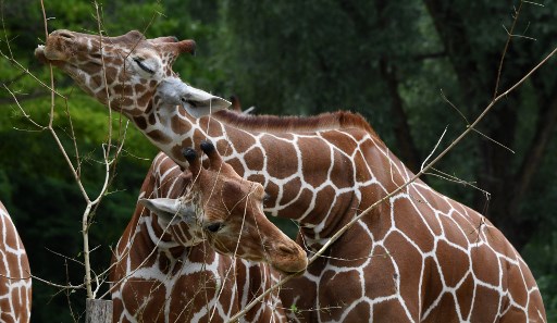 MPF denuncia quatro pessoas em caso de maus-tratos contra girafas no Rio