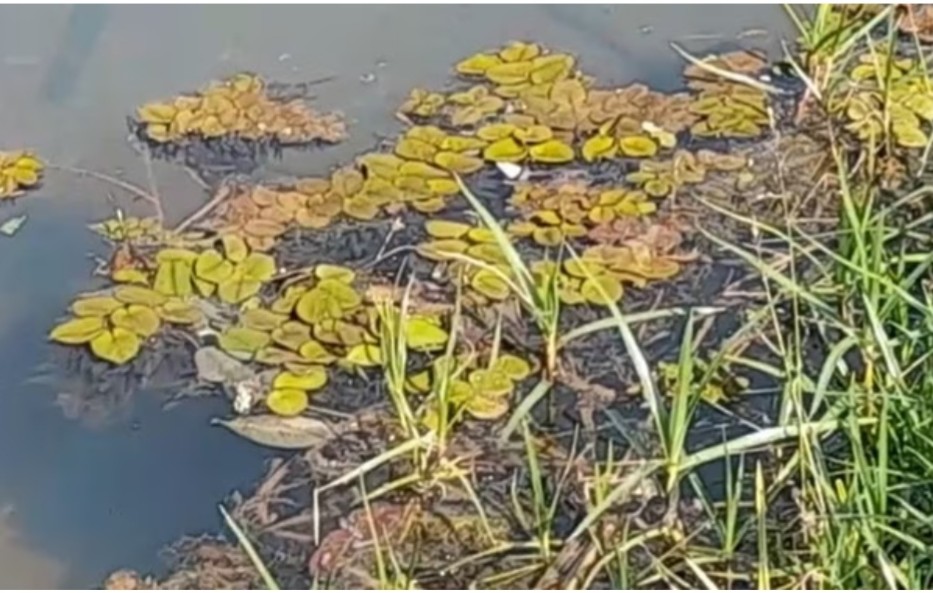 Polícia investiga surgimento de plantas flutuantes no lago do Jardim Botânico