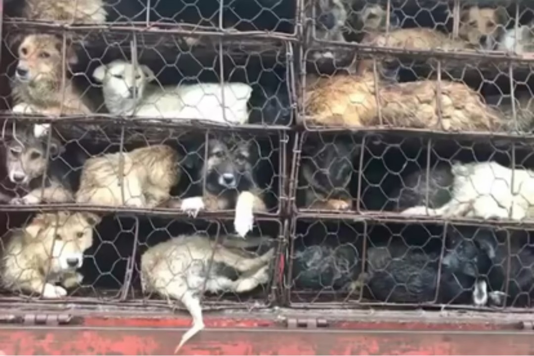 Polícia chinesa resgata 386 cães que seriam levados para festival de carne de cachorro