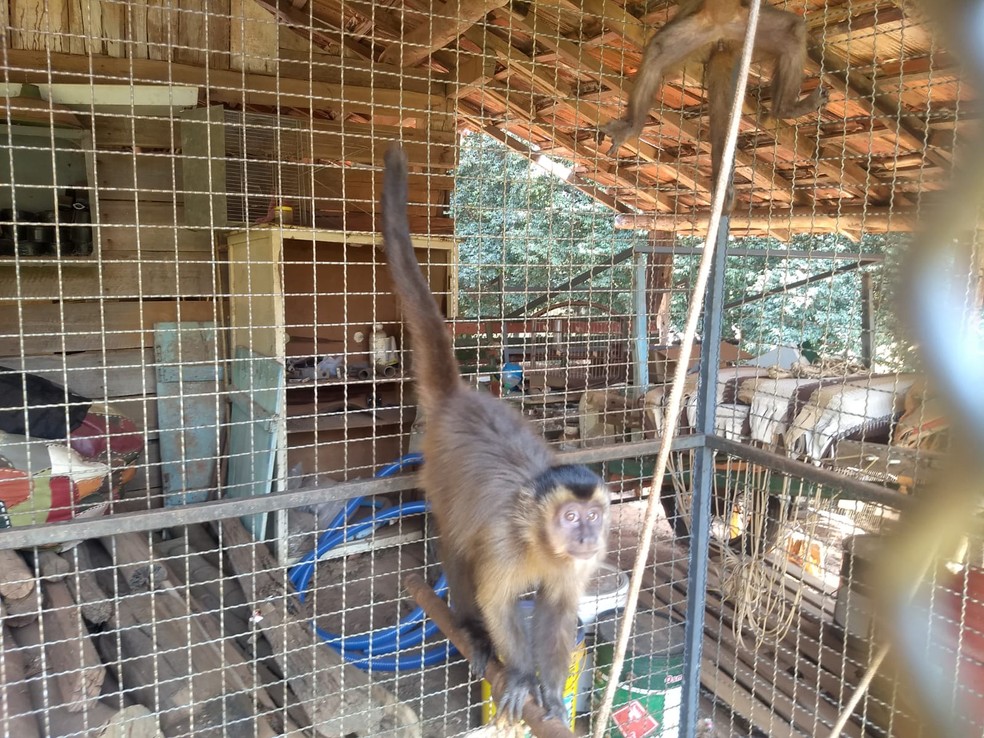 Ocorrência com macacos-prego em cativeiro, sem autorização, foi registrada em Osvaldo Cruz — Foto: Polícia Ambiental