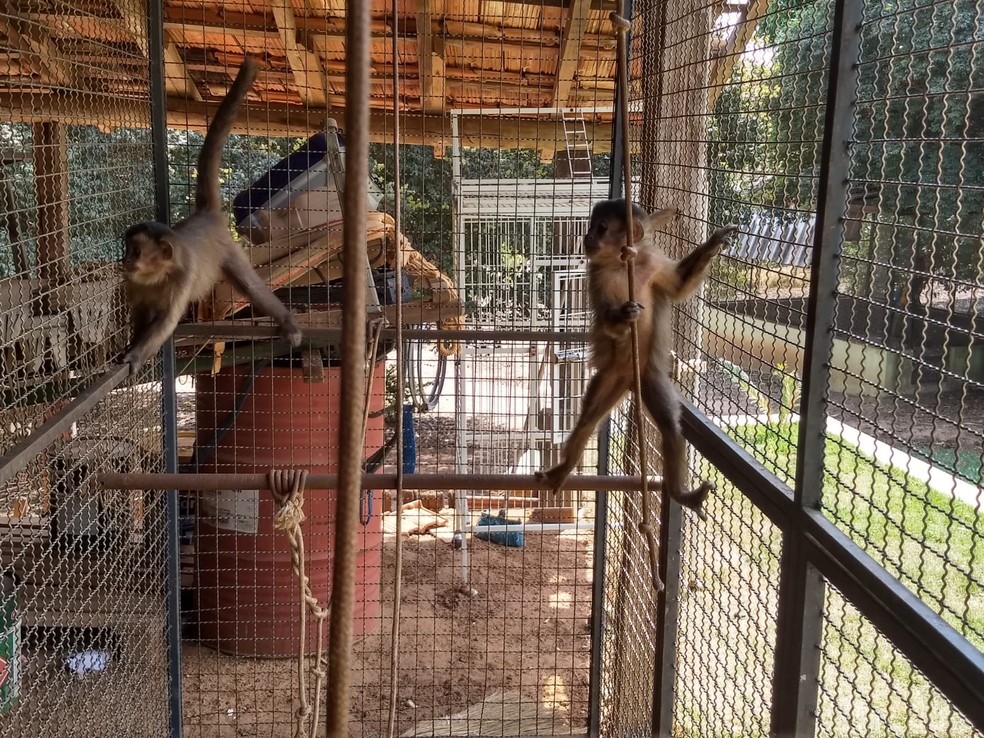 Ocorrência com macacos-prego em cativeiro, sem autorização, foi registrada em Osvaldo Cruz — Foto: Polícia Ambiental