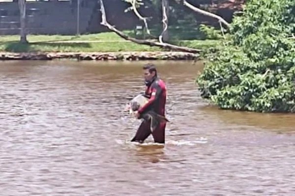 Bombeiros resgatam caranha encalhada em lago de Goiânia