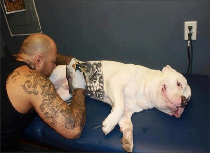 Lei proíbe tatuagens e piercings em animais em Goiânia