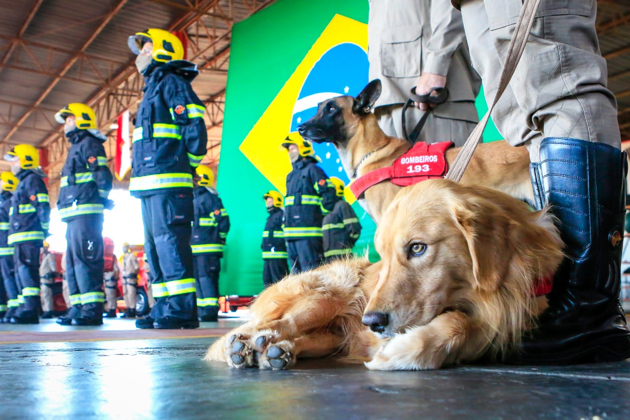 Governo de Goiás envia bombeiros para auxiliar nos trabalhos de resgate em Petrópolis