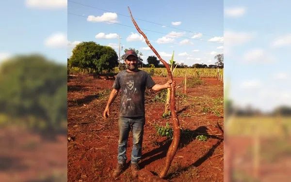 Em Santa Helena de Goiás, produtor colhe mandioca de mais de 2 metros