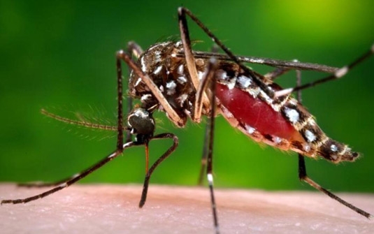 Ministério da Saúde faz repasse ao estado para prevenção ao mosquito Aedes Aegypti