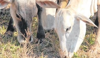 Cresce abate de bovinos e aves. Cai o de suínos