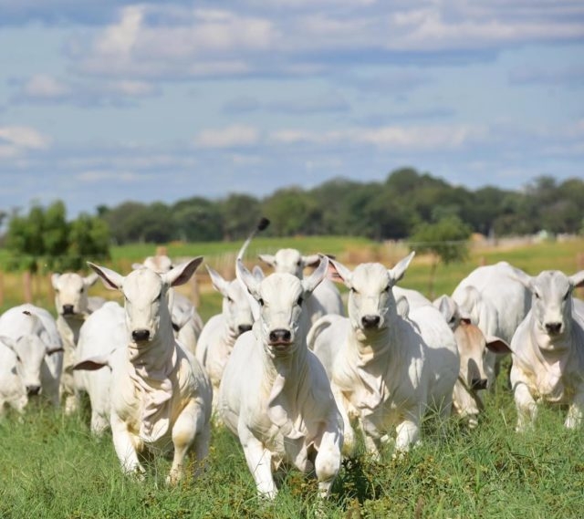 Governo de Goiás, por meio da Agrodefesa, envia ao Mapa relatório de vacinação contra aftosa em maio.