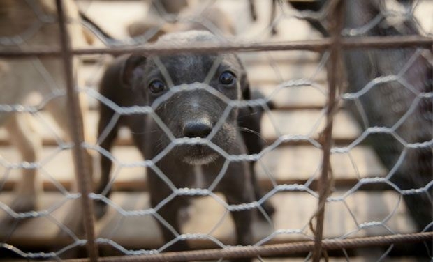 Projeto de lei estabelece posse responsável de animais domésticos em Goiás