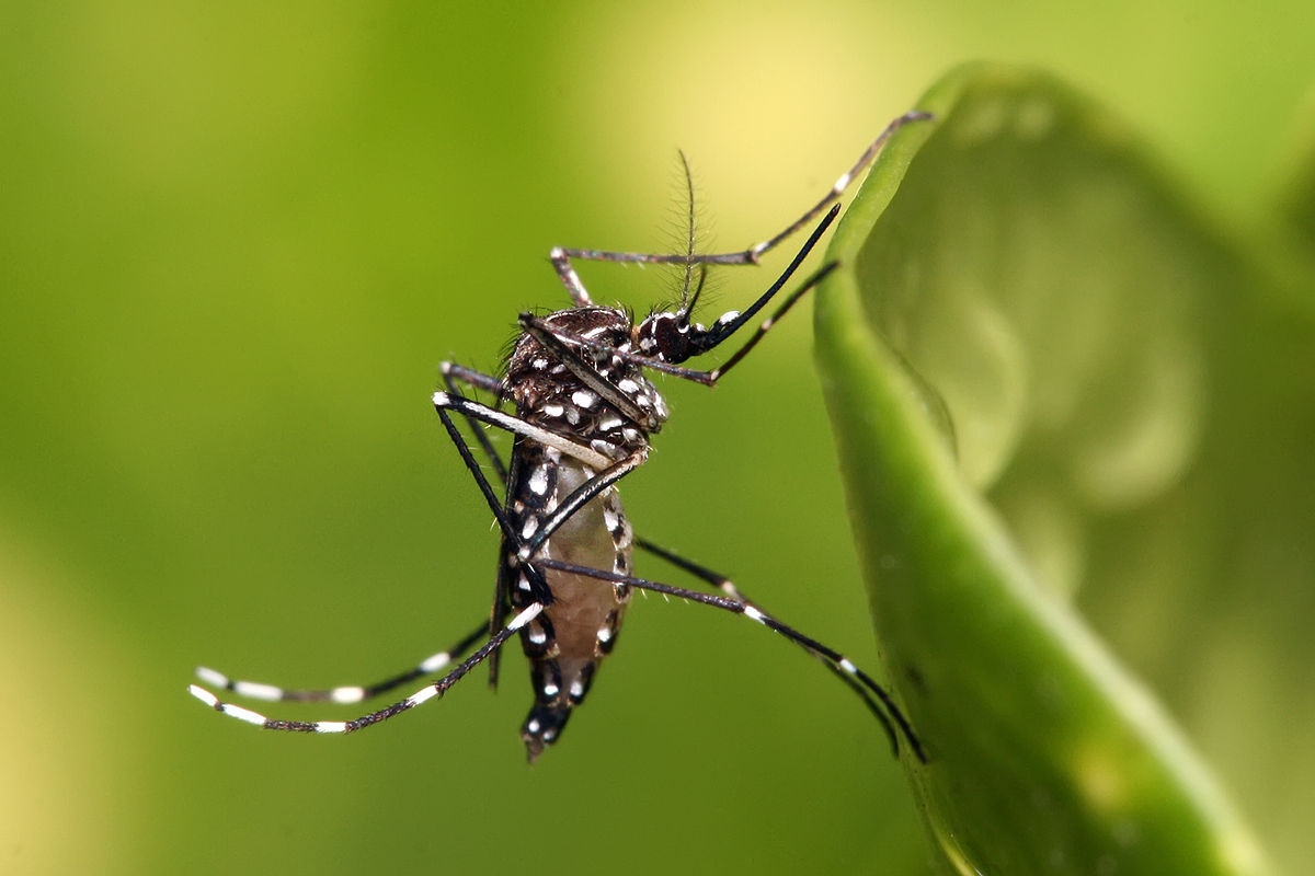 Confusão entre diagnósticos de dengue, zika e chikungunya preocupa Fiocruz