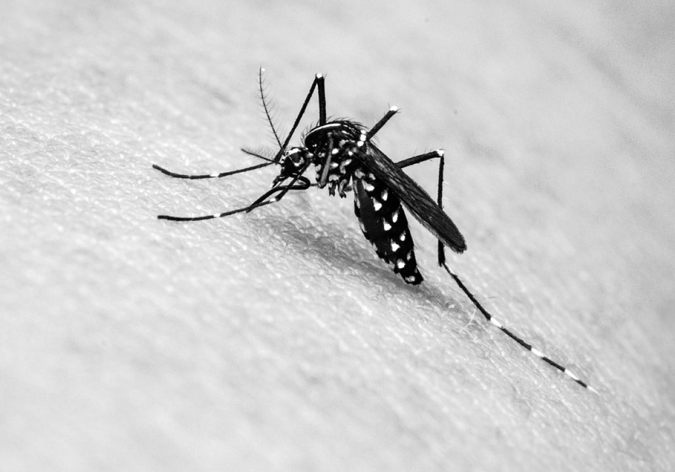 O porquê do mosquito da febre amarela. Por que manter os criatórios?