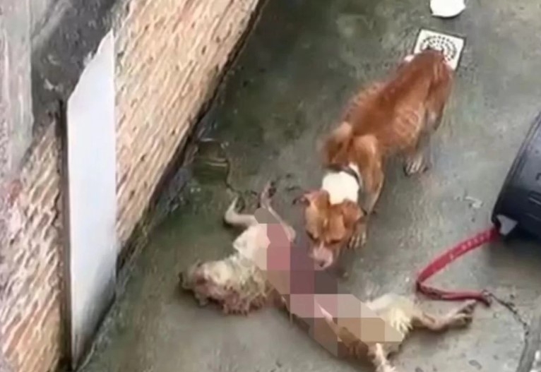 Cachorros se alimentam de cão morto após serem abandonados