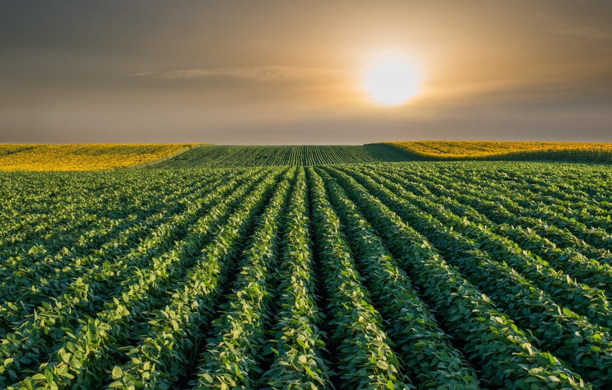 A contribuição da agricultura na sustentabilidade