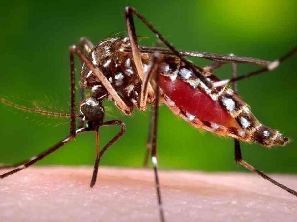 Casos de morte por Dengue caem em Goiás