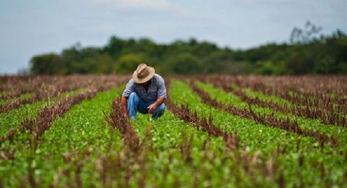 O glifosato e a insegurança jurídica na agropecuária brasileira