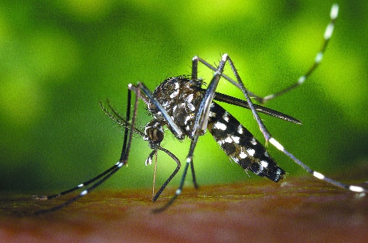 As medidas contra a epidemia da dengue e do zika vírus